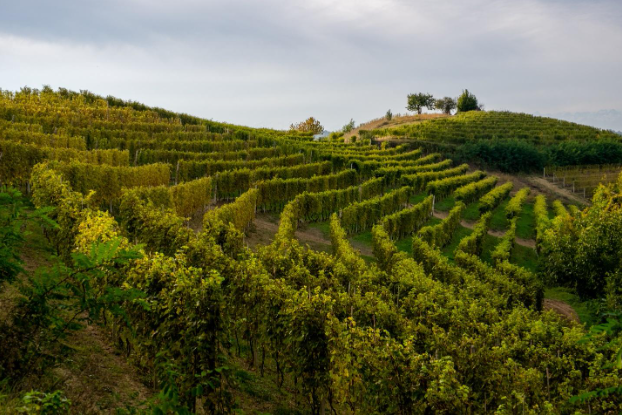 Vineyard in Piedmont